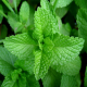პიტნა (Mentha)