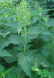 ჭინჭარი (Urtica urens)