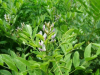 ძირტკბილა (Glycyrrhiza glabra)