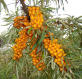 ქაცვი (Hippophae rhamnoides)