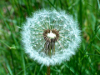 ბაბუაწვერა (Taraxacum officinale Wigg)