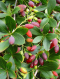 კოწახური (Berberis)