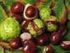 ცხენისწაბლა (Aesculus Hippocastanum)