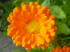 გულყვითელა (Calendula officinalis)