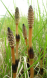 შვიტა (Equisetum arvense)