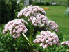 კატაბალახა (Valeriana officinalis)