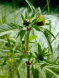 ორკბილა (Bidens tripartita)