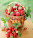 მარწყვი (Fragaria)