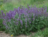 სალბი (Salvia officinalis)