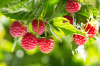 ჟოლო – არომატული ხილი სამკურნალო თვისებებით