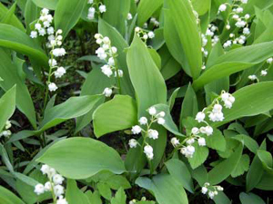 შროშანი (Convallaria transcaucasica)