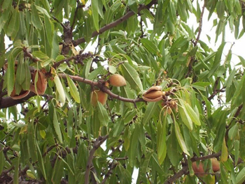 ნუში (Prunus dulcis; Amygdalus communis)