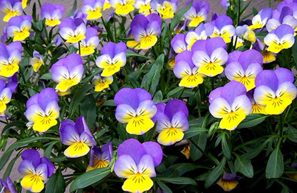 სამფერა ია (Viola tricolor)