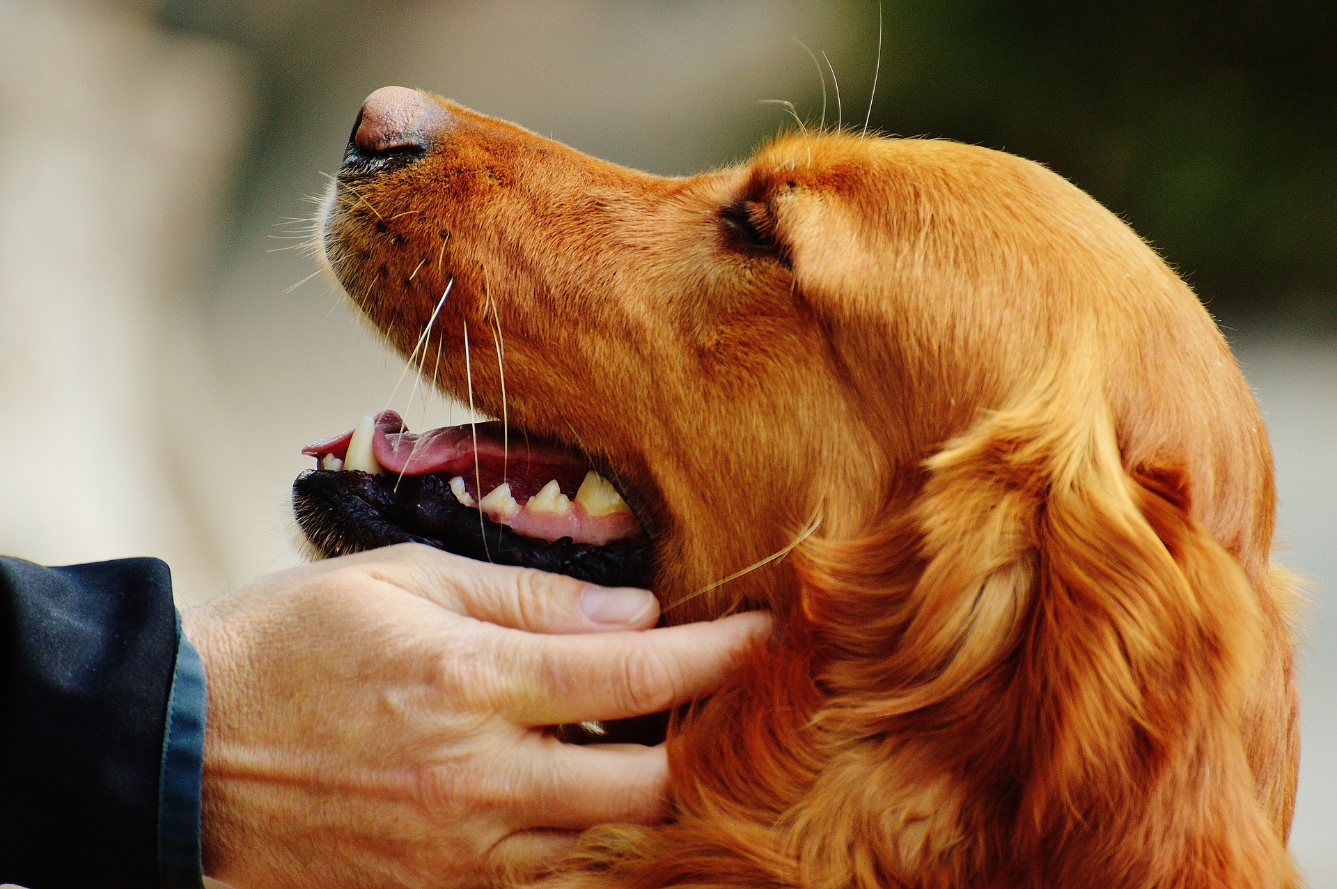 5 რამ, რაც ყოველდღე უნდა გააკეთოთ ძაღლის ჯანმრთელობისთვის